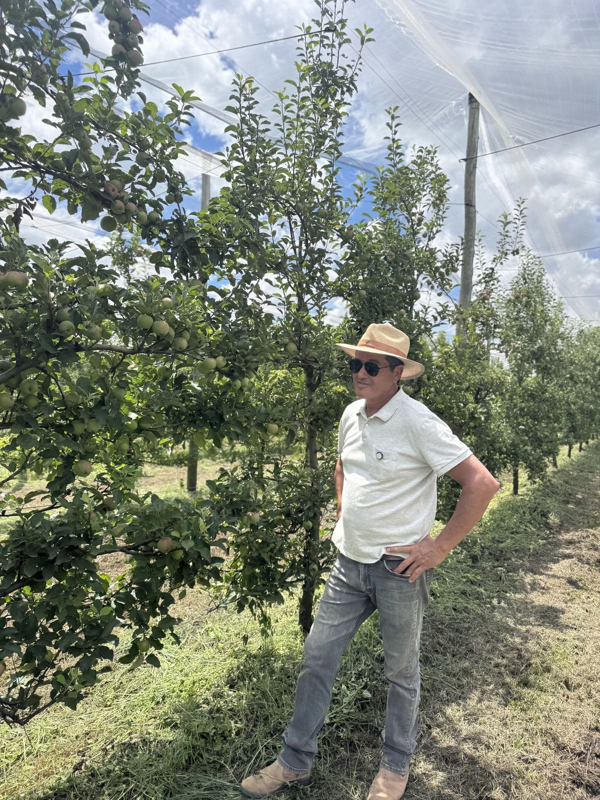 Produtor ao lado de fileira de macieiras carregadas em pomar sob tela antigranizo